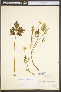 Ranunculus repens image