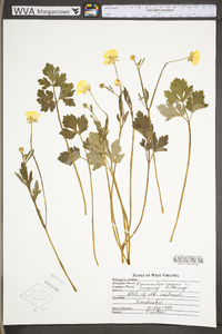 Ranunculus repens image