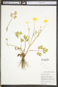 Ranunculus repens image