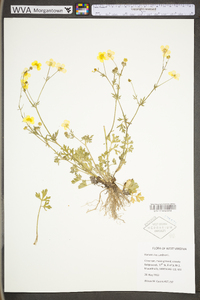 Ranunculus sardous image