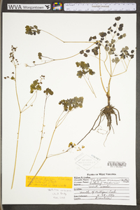 Thalictrum dioicum image