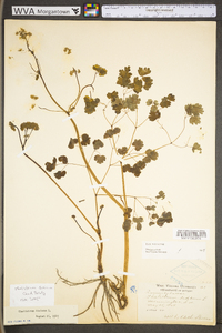 Thalictrum dioicum image