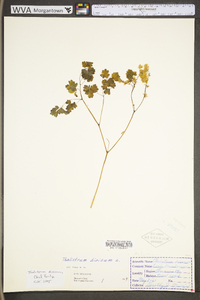 Thalictrum dioicum image