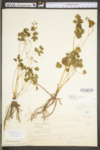 Thalictrum dioicum image