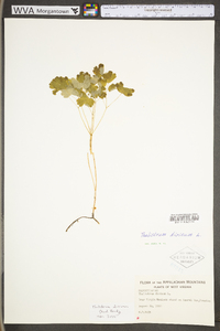 Thalictrum dioicum image