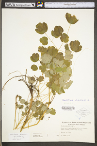 Thalictrum dioicum image