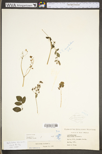 Thalictrum amphibolum image