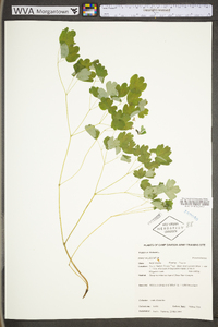 Thalictrum dioicum image