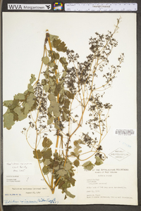 Thalictrum coriaceum image