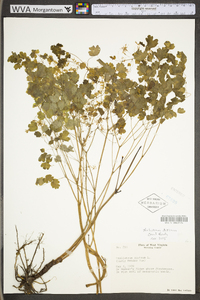 Thalictrum dioicum image