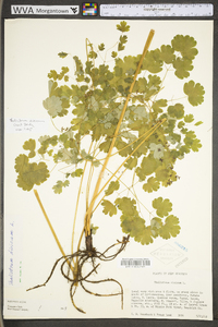 Thalictrum dioicum image