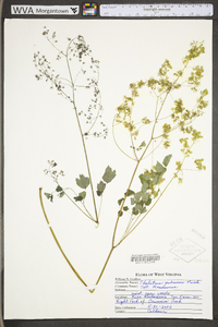 Thalictrum pubescens image