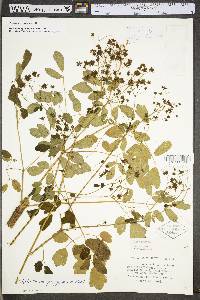 Thalictrum pubescens image