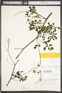 Thalictrum pubescens image