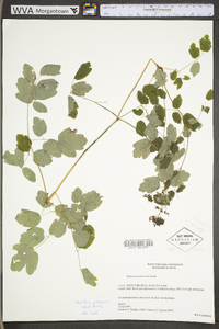 Thalictrum pubescens image