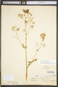 Thalictrum pubescens image