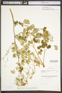 Thalictrum pubescens image