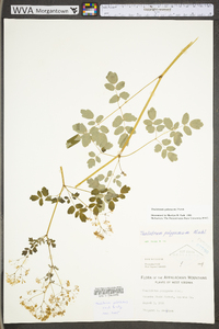 Thalictrum pubescens image