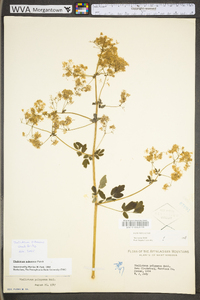 Thalictrum pubescens image