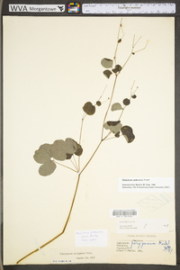 Thalictrum pubescens image