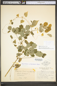 Thalictrum pubescens image