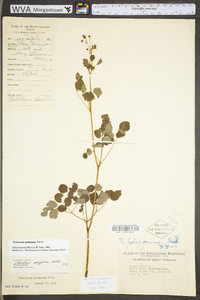 Thalictrum pubescens image