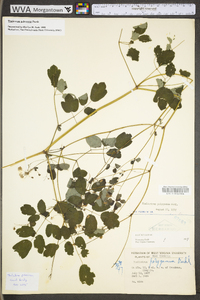 Thalictrum pubescens image