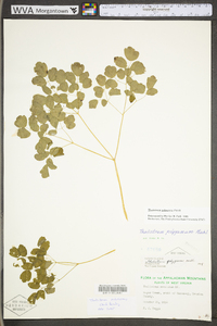 Thalictrum pubescens image