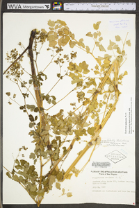 Thalictrum pubescens image