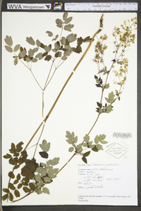 Thalictrum pubescens image