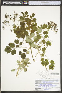 Thalictrum pubescens image