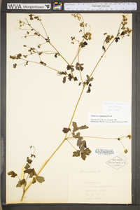 Thalictrum pubescens image