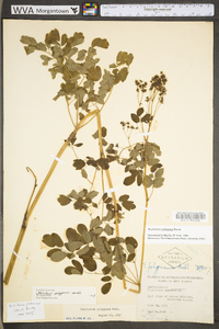 Thalictrum pubescens image