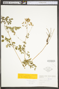 Thalictrum pubescens image