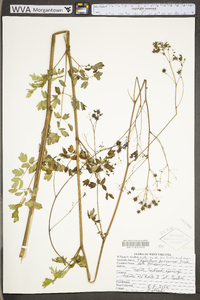 Thalictrum pubescens image