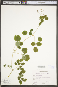 Thalictrum pubescens image