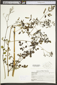 Thalictrum pubescens image