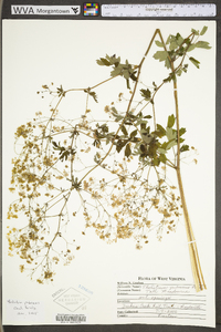 Thalictrum pubescens image