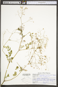 Thalictrum pubescens image