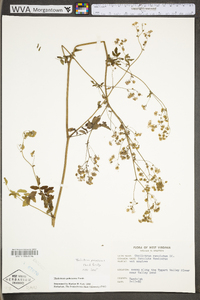 Thalictrum pubescens image