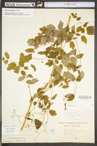 Thalictrum pubescens image