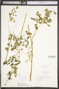 Thalictrum pubescens image