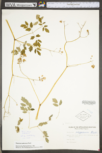 Thalictrum pubescens image