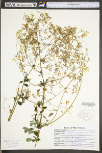 Thalictrum pubescens image