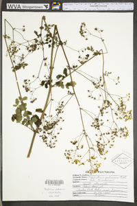 Thalictrum pubescens image