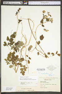 Thalictrum amphibolum image