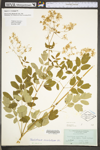 Thalictrum amphibolum image