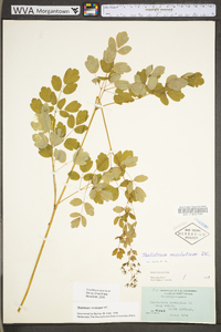 Thalictrum amphibolum image