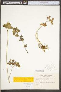 Thalictrum amphibolum image