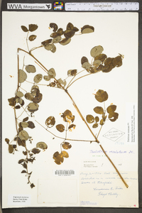 Thalictrum amphibolum image